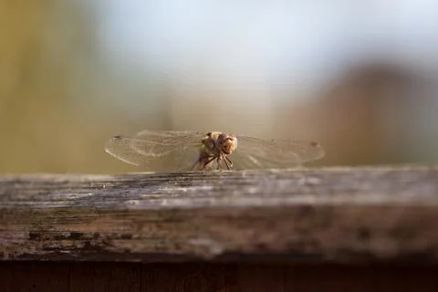 Dragon fly Stock Photos