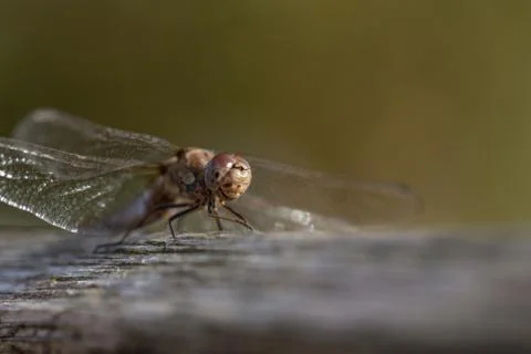 Dragon fly Stock Photos