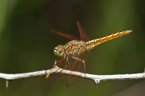 Dragon fly Stock Photos