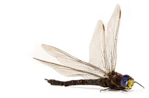 Dragon fly Stock Photos