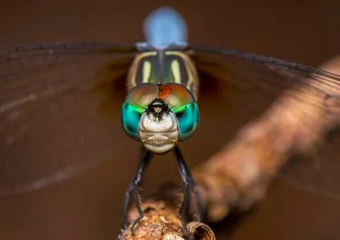 Dragon Fly Foto stock