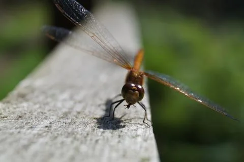 Dragon Fly Stock Photos