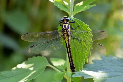Dragon fly Stock Photos