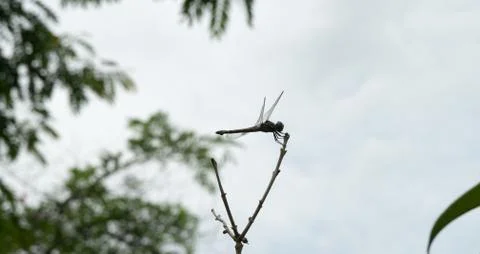 Dragon-fly Stock Photos