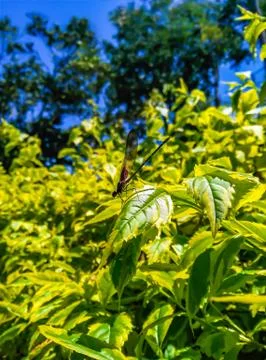 Dragon fly  Stock Photos