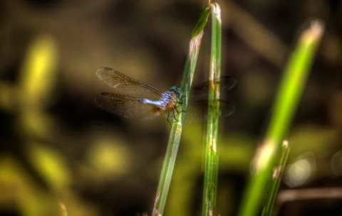 Dragon fly 写真素材