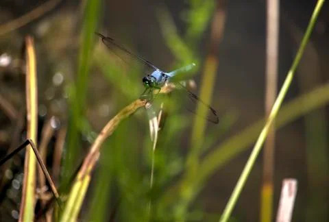 Dragon fly 写真素材