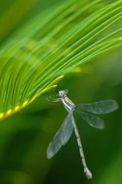 Dragon Fly 스톡 사진