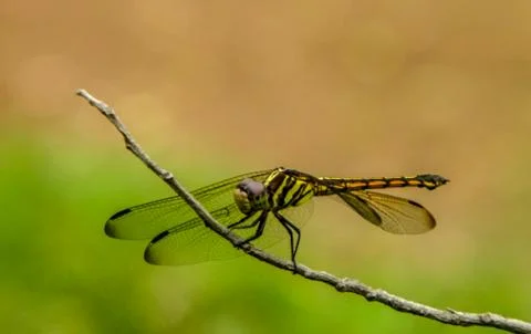 The dragon fly Stock Photos
