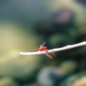 Dragon Fly Stock Photos