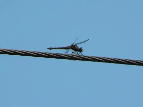 Dragon Fly Stock Photos