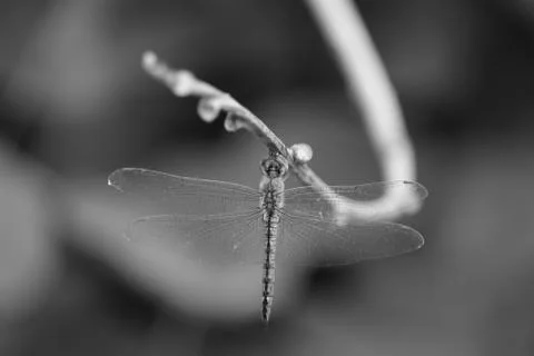 Dragon fly Stock Photos