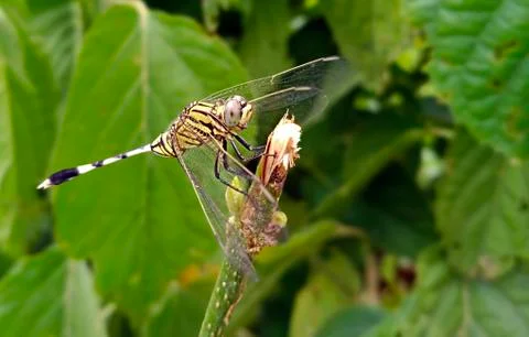 DRAGON FLY Stock Photos