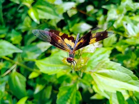 DRAGON FLY Stock Photos