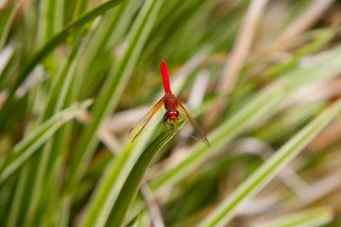 Dragon Fly Stock Photos
