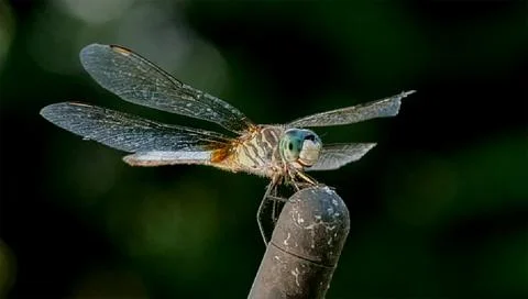 Dragon fly Stock Photos