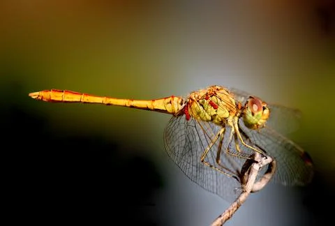 Dragon-fly Stock Photos