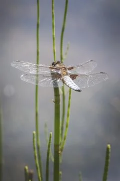 Dragon fly Foto stock