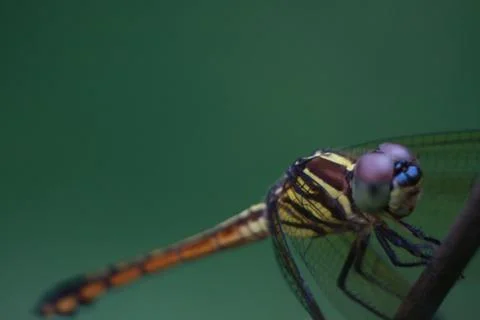 Dragon fly Stock Photos