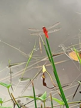 Dragon Fly 스톡 사진
