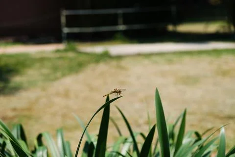 Dragon Fly Stock Photos