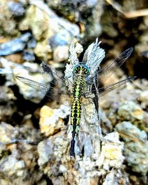 Dragon Fly Foto stock