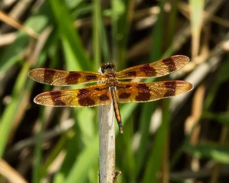 Dragon Fly Stock Photos