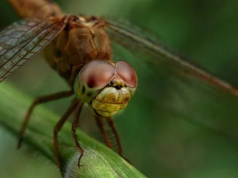 Dragon Fly Stock Photos