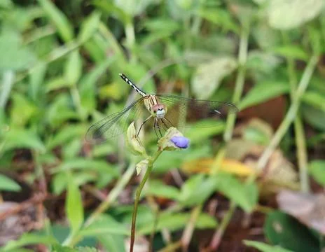 Dragon Fly Stock Photos