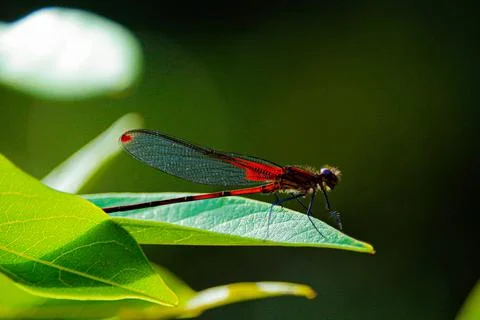 Dragon Fly Stock Photos