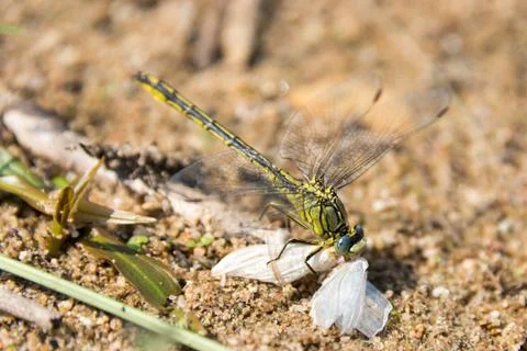 Dragon Fly, really big one Stock Photos