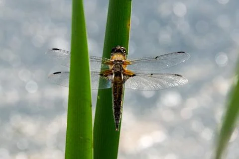 Dragon Fly, really big one Stock Photos