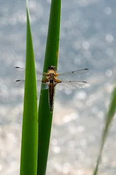 Dragon Fly, really big one Stock Photos