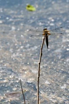Dragon Fly, really big one Stock Photos