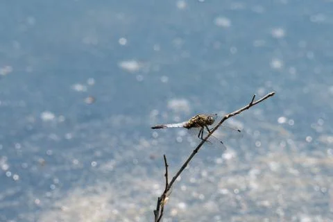 Dragon Fly, really big one Stock Photos