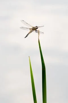 Dragon Fly, really big one Stock Photos