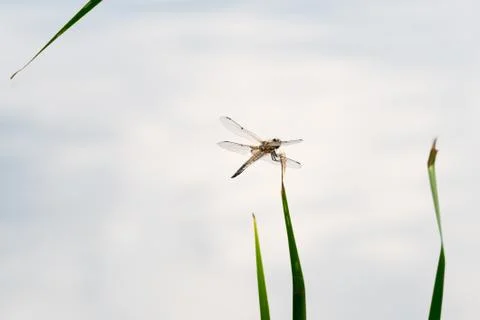 Dragon Fly, really big one Stock Photos