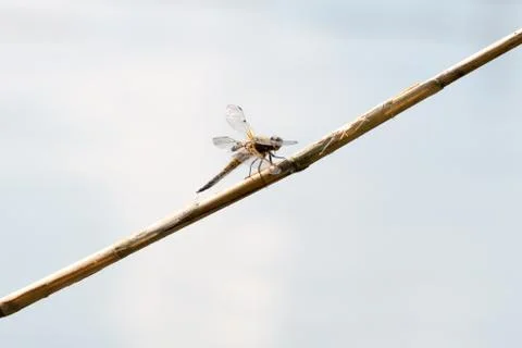 Dragon Fly, really big one Stock Photos