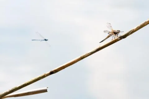 Dragon Fly, really big one Stock Photos