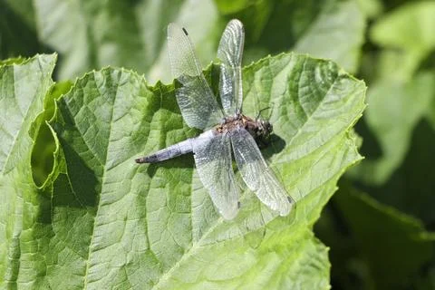 Dragon fly at rest on top of a leaf plant Stock Photos