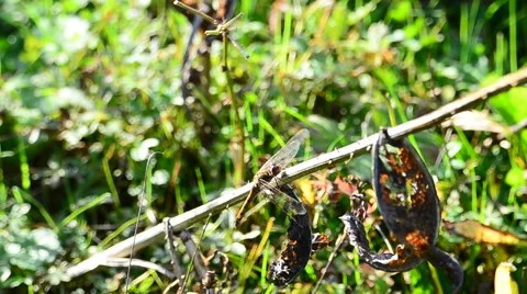 Dragon fly resting Stock Footage 41464981