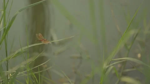 Dragon fly resting Video stock 186454136