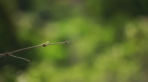 Dragon fly resting on a small branch Stock Footage 68661263
