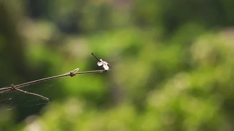 Dragon fly resting on a small branch Stock Footage 68661293