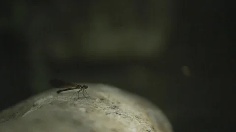 Dragon fly sits on rock with broken light. Stock Footage 82328326