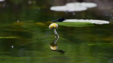 Dragon fly sitting and fly on thr water lily Stock Footage 111318840