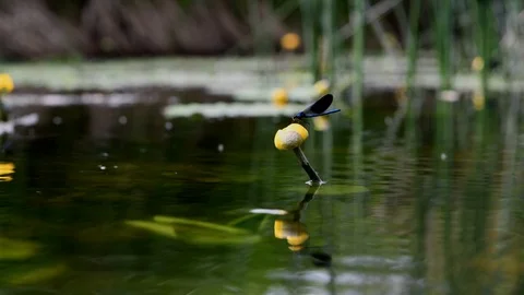 Dragon fly sitting and fly on the water lily Stock Footage 111318864