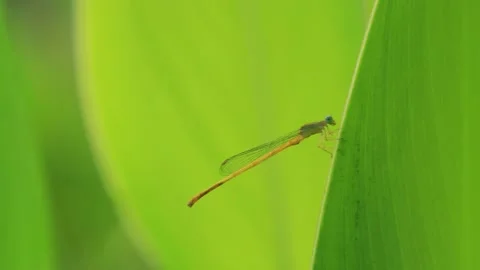 Dragon fly sitting on the edge of a fresh green leaf Stock Footage 153052555
