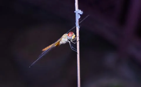 Dragon Fly Sitting Stock Photos