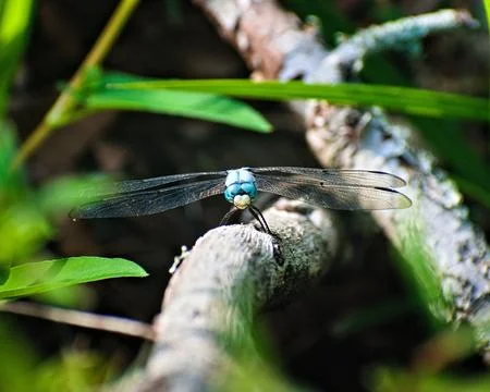 Dragon Fly Sitting on a Stick 스톡 사진